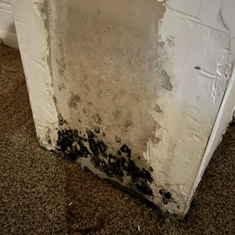 Professional Mold Removal in Ashdown, AR